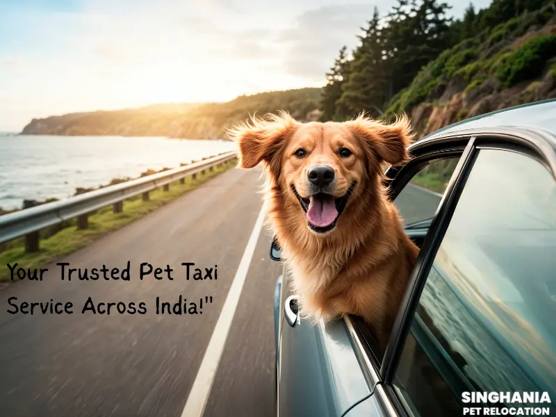 pet relocation by road safe-pet-taxi-service-in-india