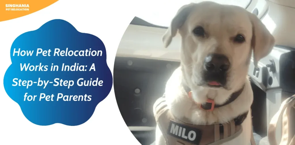 how pet relocation works in india a step by step guide for pet moving