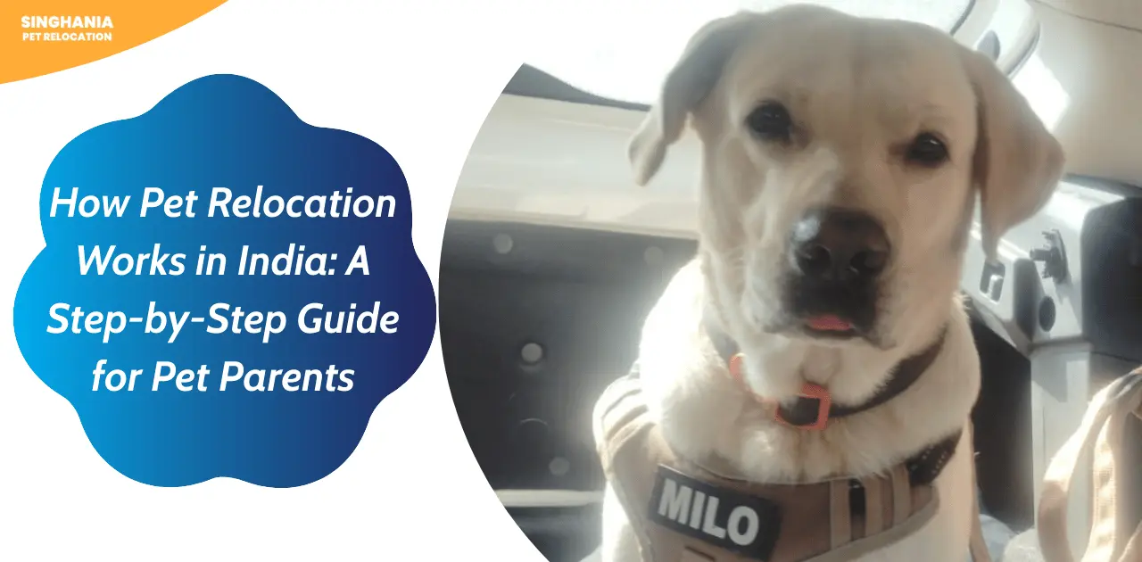 how pet relocation works in india a step by step guide for pet moving