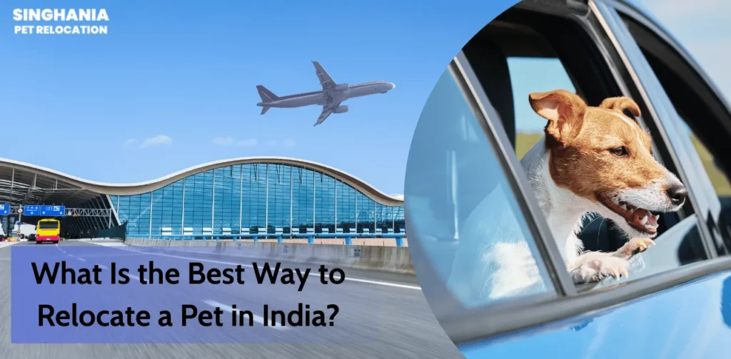 what is the best way to relocate a pet in india